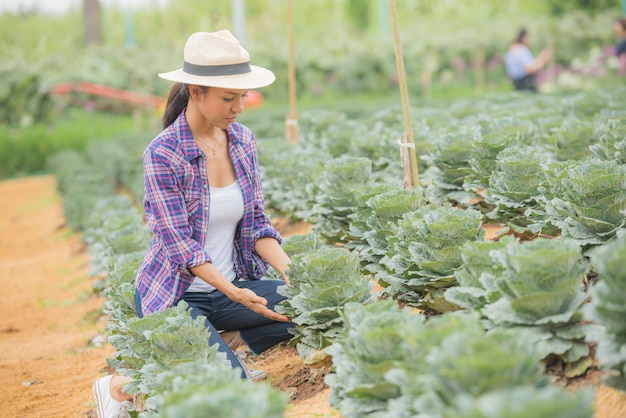 Joven agricultora trabajando en el campo y revisando las plantas de col rizada decorativa.