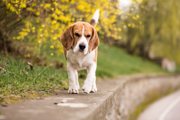 Joven, ambulante, perro, exterior, paseo