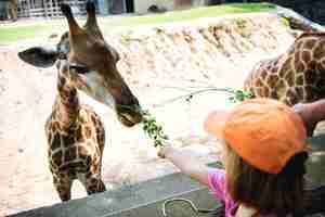 Foto gratuita joven caucásica alimentando a la jirafa en el zoológico