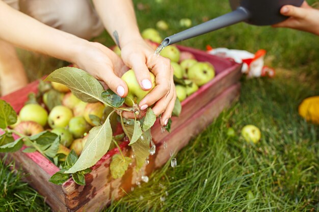 La joven familia feliz durante la recolección de manzanas en un jardín al aire libre