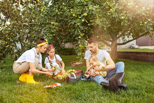 La joven familia feliz durante la recolección de manzanas en un jardín al aire libre