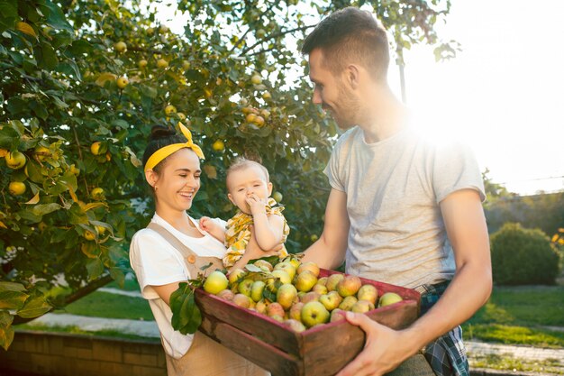 La joven familia feliz durante la recolección de manzanas en un jardín al aire libre