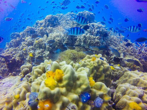 Joven formación de arrecife de coral en el fondo del mar arenoso