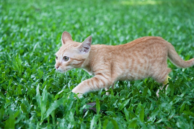Joven gatito caminando en el patio verde, disparó en día soleado