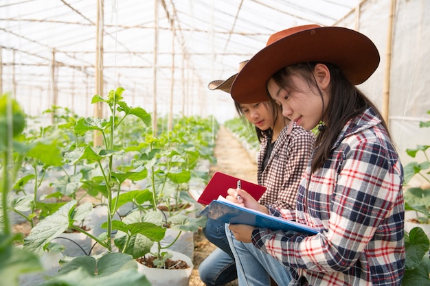 Joven ingeniero agrícola estudiando un nuevo tipo de melón creciendo en invernadero.