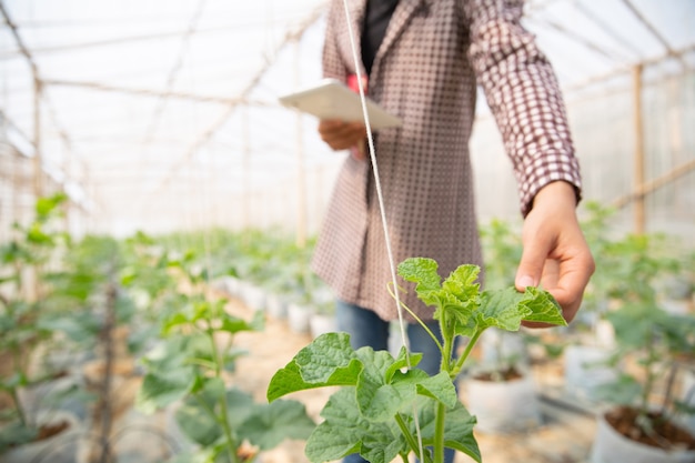 Joven ingeniero agrícola estudiando un nuevo tipo de melón creciendo en invernadero.