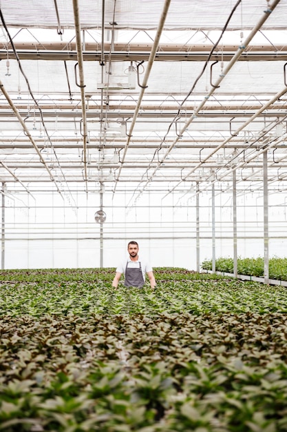 Foto gratuita joven jardinero de pie en invernadero