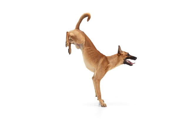 El joven pastor belga Malinois está planteando. Lindo perrito o mascota está jugando, corriendo y mirando feliz aislado sobre fondo blanco.