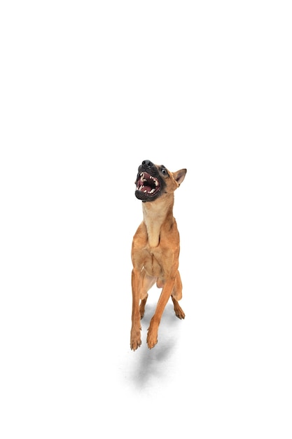 Foto gratuita el joven pastor belga malinois está planteando. lindo perrito o mascota está jugando, corriendo y mirando feliz aislado sobre fondo blanco.