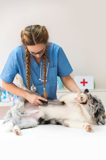 Joven veterinario femenino com peinar el pelo de perro con peine de pulgas