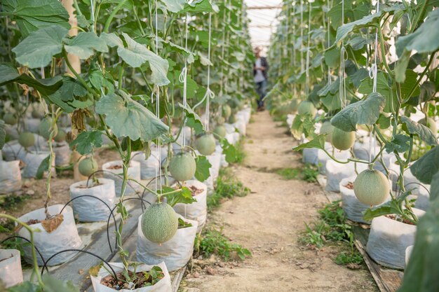 Jóvenes agricultores están analizando el crecimiento de los efectos del melón en granjas de invernadero.