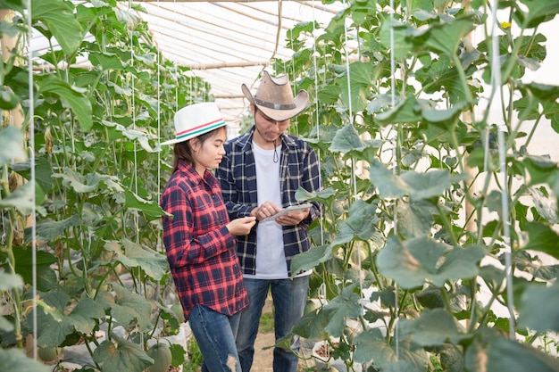 Jóvenes agricultores están analizando el crecimiento de los efectos del melón en granjas de invernadero.