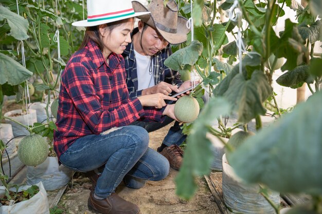 Jóvenes agricultores están analizando el crecimiento de los efectos del melón en granjas de invernadero.