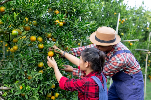 Los jóvenes agricultores están recogiendo naranja