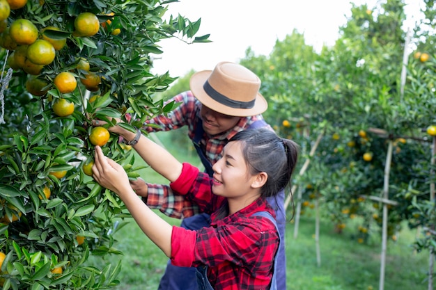 Los jóvenes agricultores están recogiendo naranja