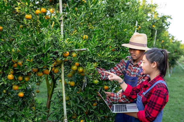 Los jóvenes agricultores están recogiendo naranja
