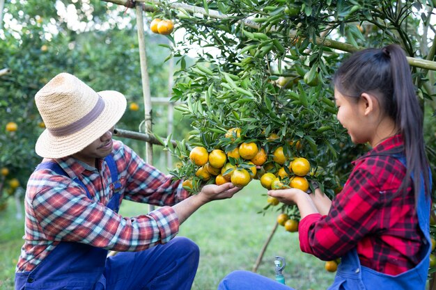 Los jóvenes agricultores están recogiendo naranja