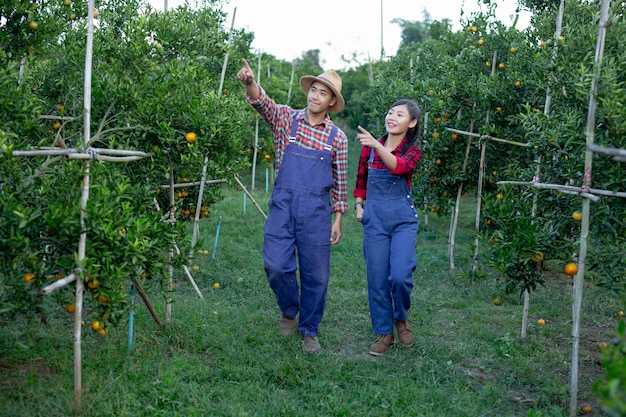 Los jóvenes agricultores están recogiendo naranja