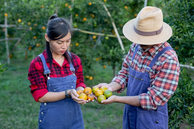 Los jóvenes agricultores están recogiendo naranja