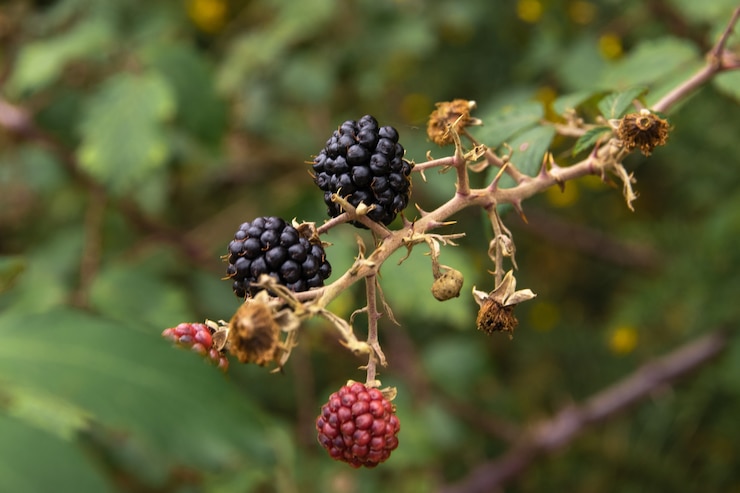 Foto gratuito jugosas moras que crecen en las ramas.