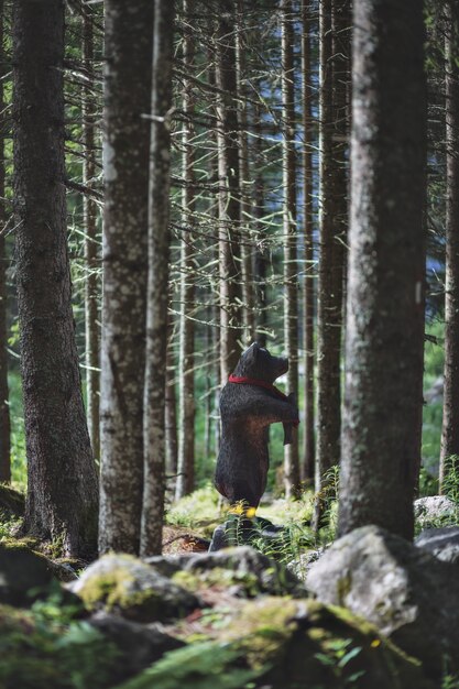 Juguete oso negro en el bosque