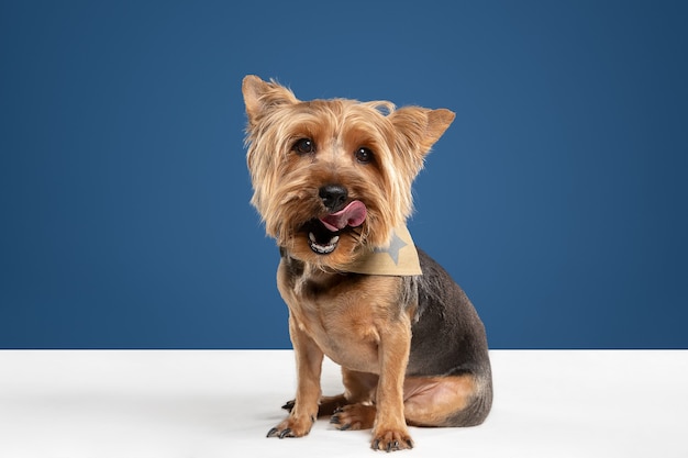 Juguetón, encantador. Perro yorkshire terrier está planteando. Lindo perrito negro marrón juguetón o mascota jugando sobre fondo azul de estudio. Concepto de movimiento, acción, movimiento, amor de mascotas. Parece encantado, divertido.