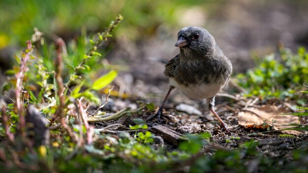 Junco de ojos oscuros