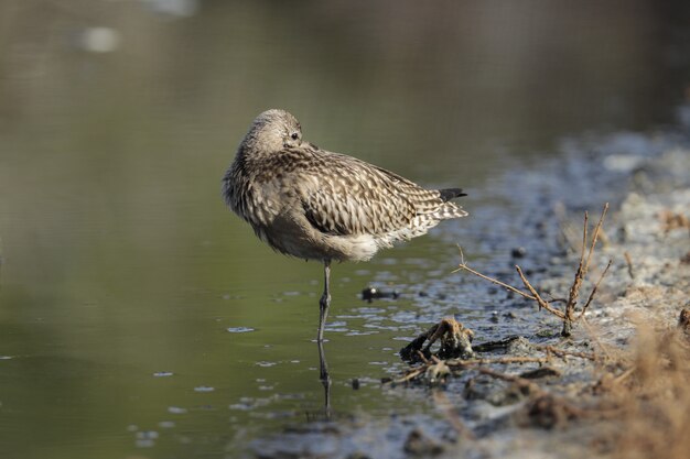 Juvenil de cola de bar ahijada Limosa lapponica lapponica