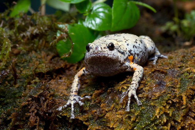 Kaloula baleata toad closeup sobre moss sapo de Indonesia