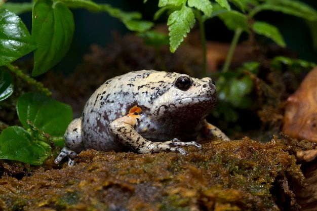 Kaloula baleata toad closeup sobre musgo