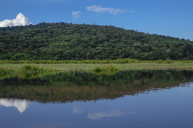 Foto gratuita kaw marsh, marais de kaw, guayana francesa, francia