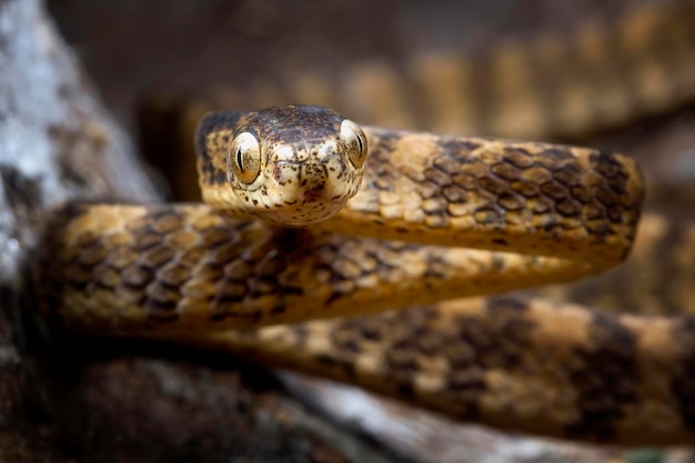 Foto gratuita keeled slug snake closeup cabeza pareas carinatus camuflaje sobre madera