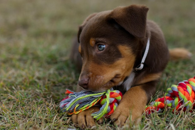 Foto gratuita kelpie perro lindo cachorro