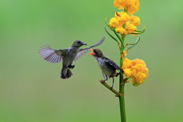 Kemande bird Dicaeum trochileum alimentar a sus jóvenes aves Kemande Dicaeum trochileum volar alimentar th