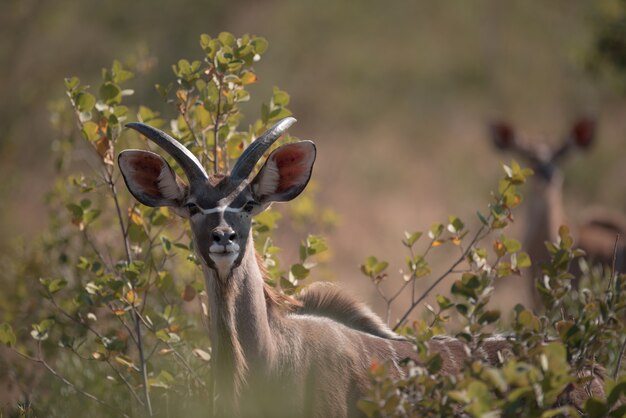 Kudu mirando entre las ramas