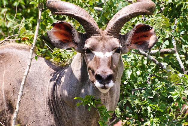 Kudu parado frente a las plantas verdes