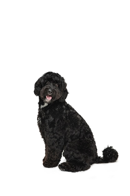 Foto gratuita labradoodle joven jugando aislado en la pared blanca del estudio