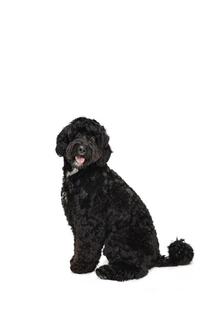 Labradoodle joven jugando aislado en la pared blanca del estudio