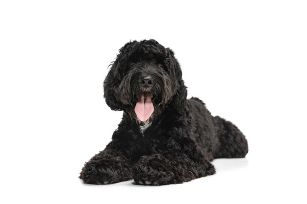 Labradoodle negro joven jugando aislado sobre fondo blanco de estudio