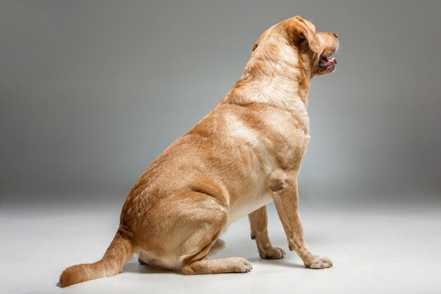 Labrador hermoso perro