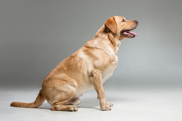 Labrador hermoso perro