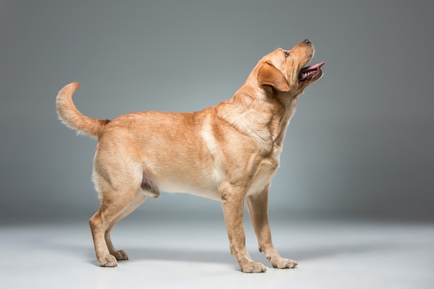 Labrador hermoso perro
