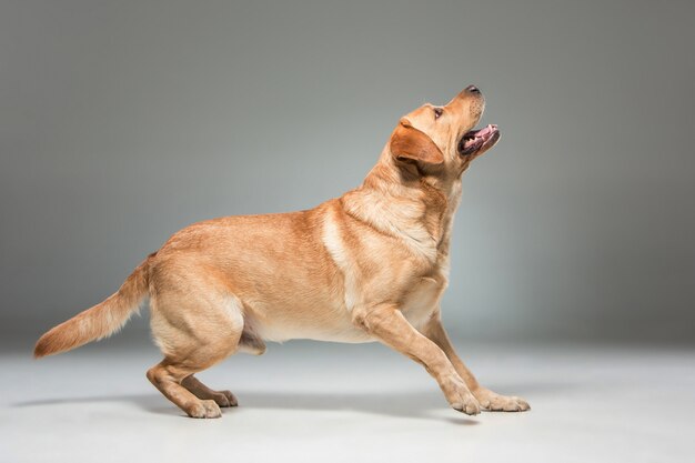 Labrador hermoso perro