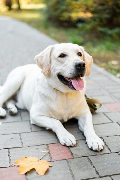 Labrador lindo sonriendo al aire libre