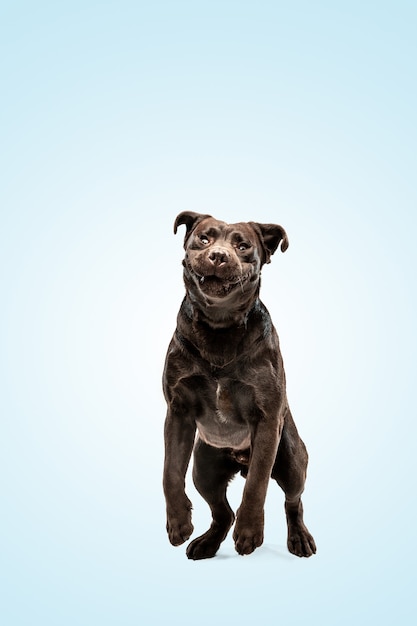 Labrador retriever chocolate dogindoors Perrito divertido sobre la pared azul.