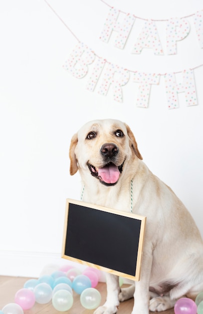Labrador retriever en una fiesta de cumpleaños con una tabla vacía colgando de su cuello