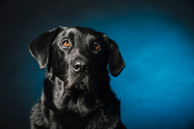 Labrador Retriever inteligente