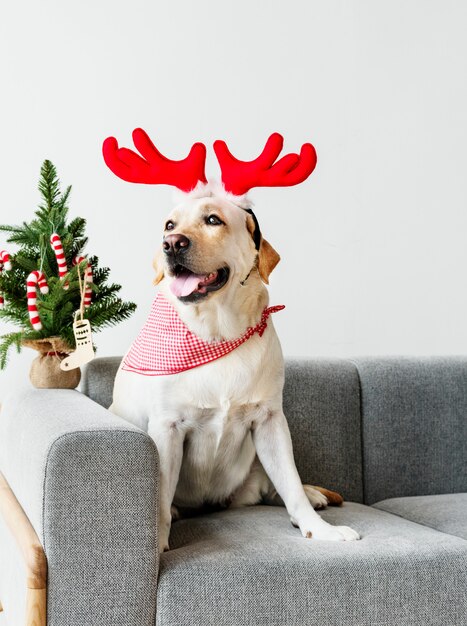 Labrador retriever lindo con cuernos