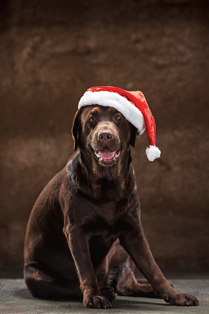 El labrador retriever marrón sentado con regalos en Navidad Santa hat