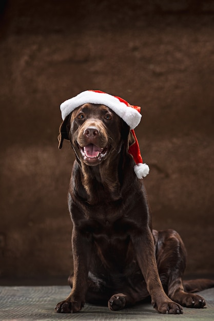 Foto gratuita el labrador retriever negro sentado con regalos en navidad santa hat